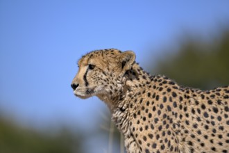 Cheetah (Acinonyx jubatus) at the Field Conservation Centre and Reserve of the Cheetah Conservation