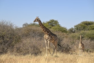 Angola giraffe (Giraffa camelopardalis angolensis) at the foot of the Waterberg, Otjozondjupa