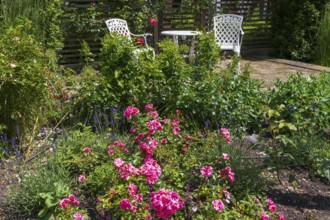 Sitting area in the garden, table and two garden chairs, framed by blooming roses, Westphalia,