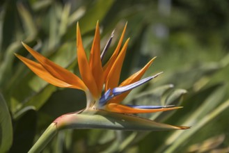 Bird of paradise flower, Strelitzia, single flower, close-up, Westphalia, North Rhine-Westphalia,
