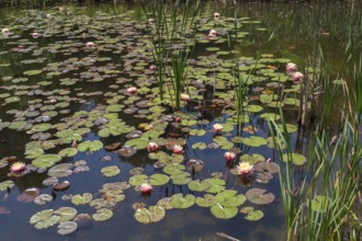 Pond with water lilies (Nymphaea), many flowers and leaves, Westphalia, North Rhine-Westphalia,