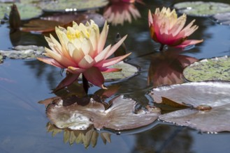 Pond with water lilies (Nymphaea), two flowers with reflection, close-up, Westphalia, North