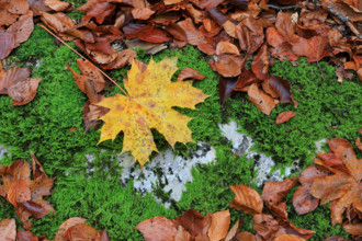 Maple leaf (Acer) in autumn colours, Egesheim, Upper Danube nature park Park, Baden-Württemberg,