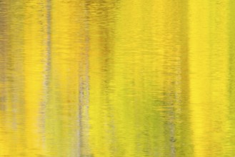 Reflecting autumn colours on the Danube, river, autumn, Danube valley, Upper Danube nature park