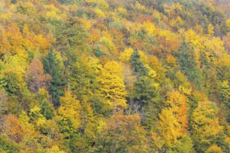 Mixed forest in autumn colours, autumn, Danube valley, Upper Danube nature park Park,