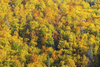 Mixed forest in autumn colours, autumn, Danube valley, Thiergarten, Upper Danube nature park Park,