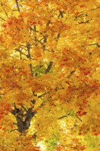 Maple tree (Acer), horse chestnut family (Hippocastanoideae), autumn colours, autumn, Dietfurt,