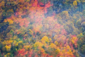 Autumn leaves, autumn colours, mixed forest, fog, autumn, Fridingen, Danube valley, Upper Danube