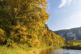 Mixed forest in autumn colours, Danube, Autumn, Danube valley, Upper Danube nature park Park,