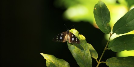 Amauris damocles, butterfly, Kasanje, Uganda