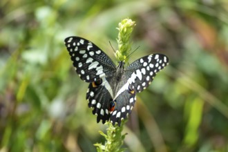 Chequered Swallowtail (Papilio demoleus), butterfly, Kasanje, Uganda