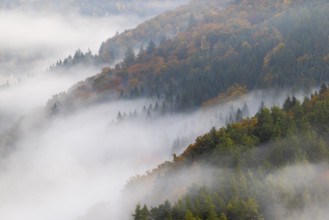 View from the Knopfmacherfelsen into the Danube valley, mixed forest, autumn colours, fog, autumn,