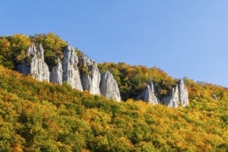 Rock face with mixed forest in autumn colours, limestone rock, autumn, Hausen im Tal, Danube