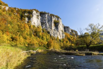 Rock face with mixed forest in autumn colours, limestone rock, Danube, autumn, Schaufelsen