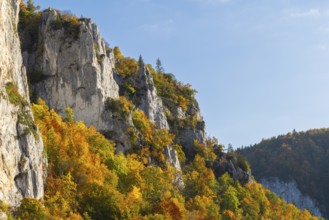 Rock face with mixed forest in autumn colours, limestone rock, autumn, Schaufelsen Donautal,