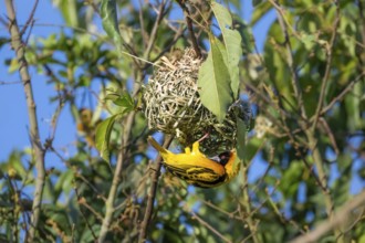 Village weaver (Ploceus cucullatus, Textor cucullatus) at the nest, also Textor weaver, Uganda