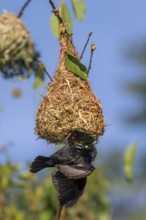 Vieillot's weaver (Ploceus nigerrimus) at the nest, Kasanje, Uganda