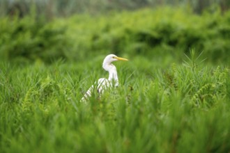 Great White Egret (Ardea alba), Mabamba Swamp, Lake Victoria, Uganda