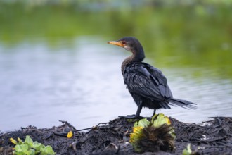 Reed Cormorant (Phalacrocorax africanus), juvenile bird on the shore, Mabamba Swamp, Lake Victoria,