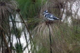 Grey Kingfisher (Ceryle rudis) bird sitting on papyrus, Mabamba Swamp, Lake Victoria, Uganda