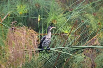 Reed Cormorant (Phalacrocorax africanus), young bird sitting on papyrus, Mabamba Swamp, Lake