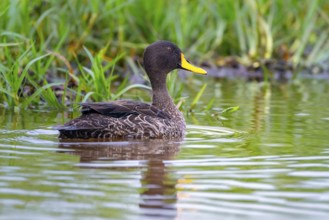 Yellow-billed duck (Anas undulata) swimming in the water, Mabamba Swamp, Lake Victoria, Uganda