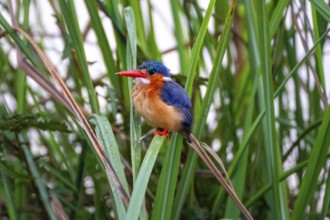 Crested Pygmy Kingfisher (Corythornis scalloped ribbonfish), bird sitting on a reed leaf, Mabamba