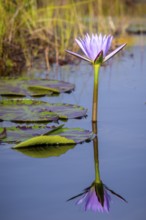 Flower of a water lily (Nymphaeaceae), Mabamba Swamp, Lake Victoria, Uganda