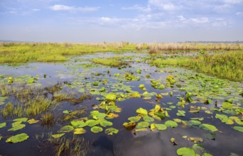 Water lilies (Nymphaeaceae), landscape at Mabamba Swamp, Lake Victoria, Uganda