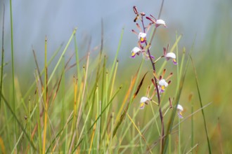 Orchid (Eulophia angolensis Rchb.f. Summerh.) in Mabamba Swamp, Lake Victoria, Uganda