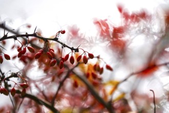 Barberry, autumn, Germany