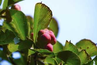 Fruits of the magnolia, September, Germany