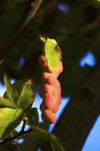 Fruits of the magnolia, September, Germany