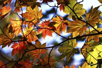 Golden October, autumn leaves, Germany