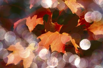 Autumn leaves with beautiful bokeh, October, Germany