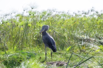 Shoebill (Balaeniceps rex) in the swamps of Mabamba between Papyrus, Lake Victoria, Uganda