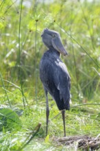 Shoebill (Balaeniceps rex) in the swamps of Mabamba between Papyrus, Lake Victoria, Uganda