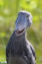 Funny animal portrait, shoebill (Balaeniceps rex) in the swamps of Mabamba, Lake Victoria, Uganda