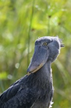 Animal portrait, Shoebill (Balaeniceps rex) in the swamps of Mabamba, Lake Victoria, Uganda