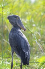 Shoebill (Balaeniceps rex) in the swamps of Mabamba, Lake Victoria, Uganda