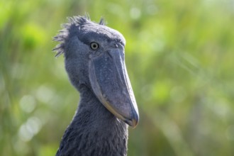 Animal portrait, Shoebill (Balaeniceps rex) in the swamps of Mabamba, Lake Victoria, Uganda