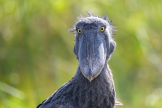 Funny animal portrait, shoebill (Balaeniceps rex) in the swamps of Mabamba, Lake Victoria, Uganda