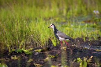 Long-toed Lapwing (Vanellus crassirostris), bird on the shore, Mabamba Swamp, Lake Victoria, Uganda