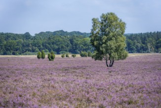 Purple flowering heath, broom heather and juniper bushes, Wilsede, Lüneburg Heath nature reserve,