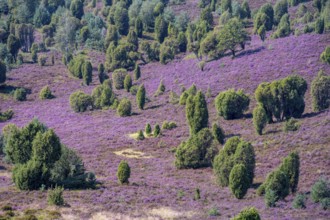 Purple flowering heath, broom heather and juniper bushes, in Totengrund, Wilsede, Lüneburg Heath