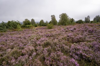Purple flowering heath, broom heather and juniper bushes, Wilseder Berg, Lüneburg Heath nature