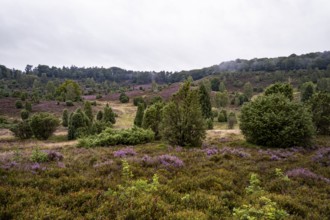 Purple flowering heath, broom heather and juniper bushes, Lüneburg Heath nature reserve, Lower