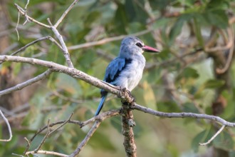 Senegal Kingfisher (Halcyon senegalensis) on a branch, Ziwa Rhino Sanctuary, Uganda