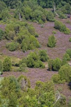 Purple flowering heath, broom heather and juniper bushes, in Totengrund, Wilsede Lüneburg Heath