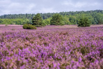 Purple flowering heath, heather and juniper bushes, Lüneburg Heath nature reserve, Lower Saxony,